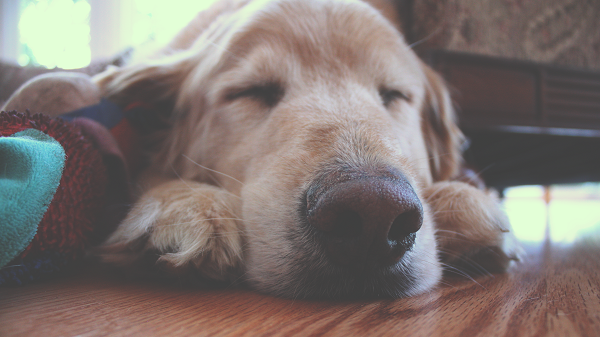 a dog sleeping a dog sleeping