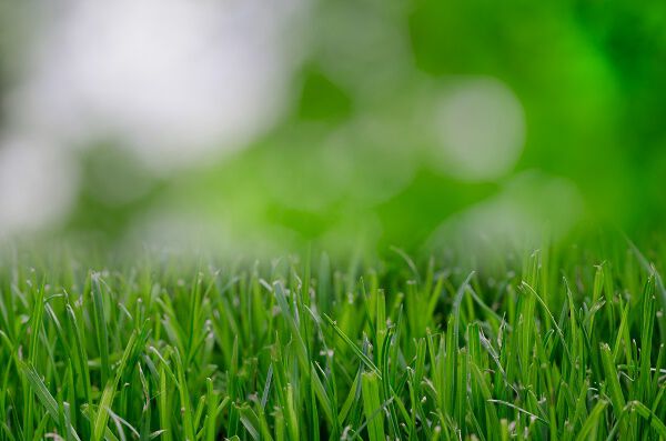 grass grass
